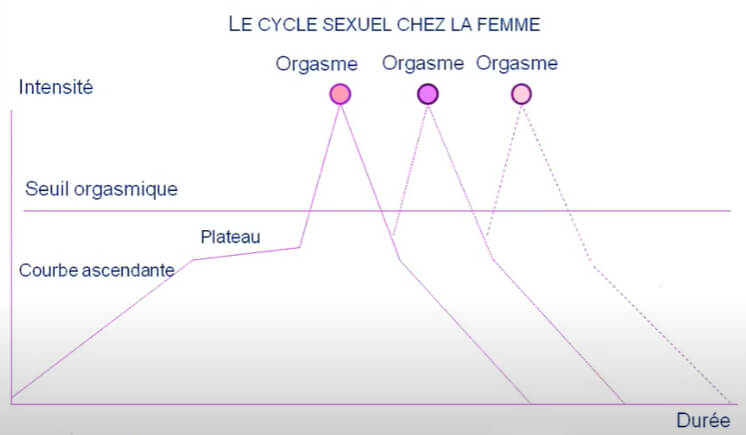 cycle sexuel femme
